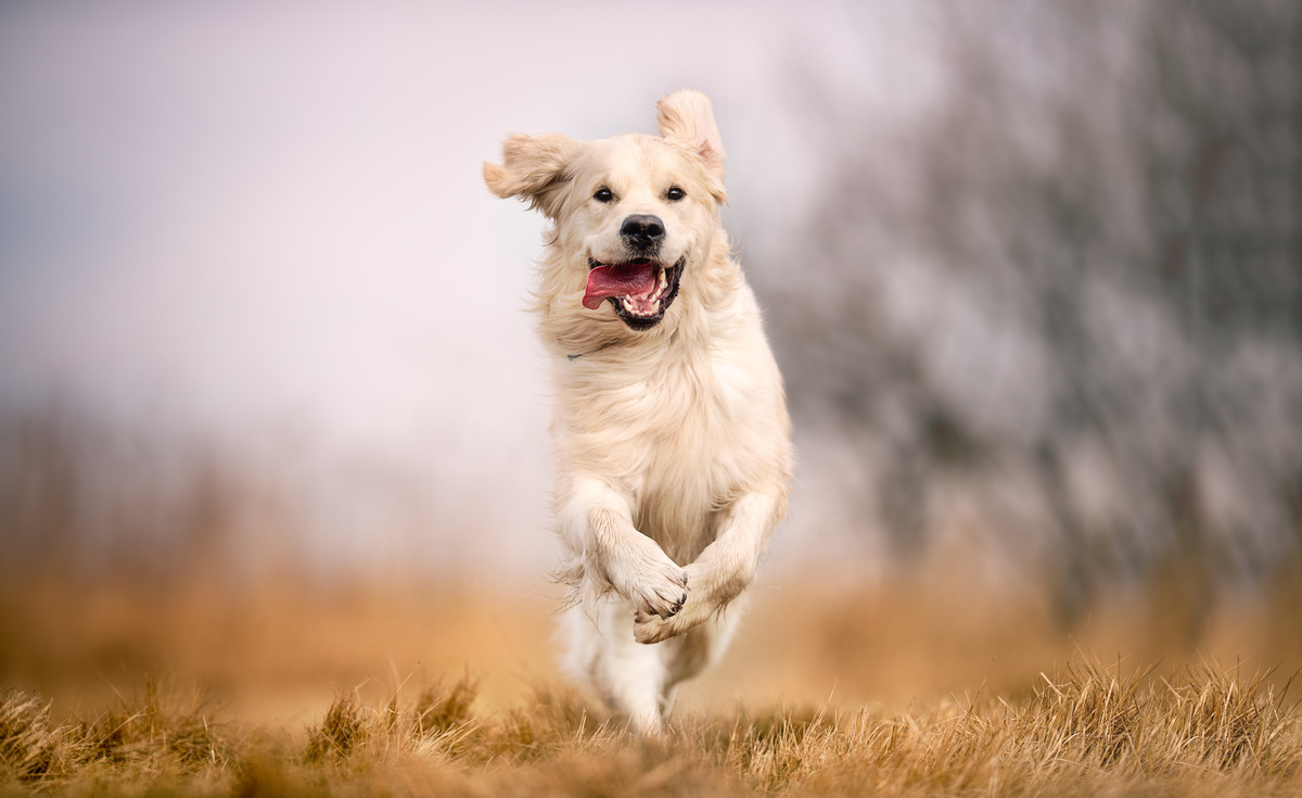 Les chiens sont les bienvenus au camping Les Eychecadous ! Les chiens sont les bienvenus au camping Les Eychecadous !
