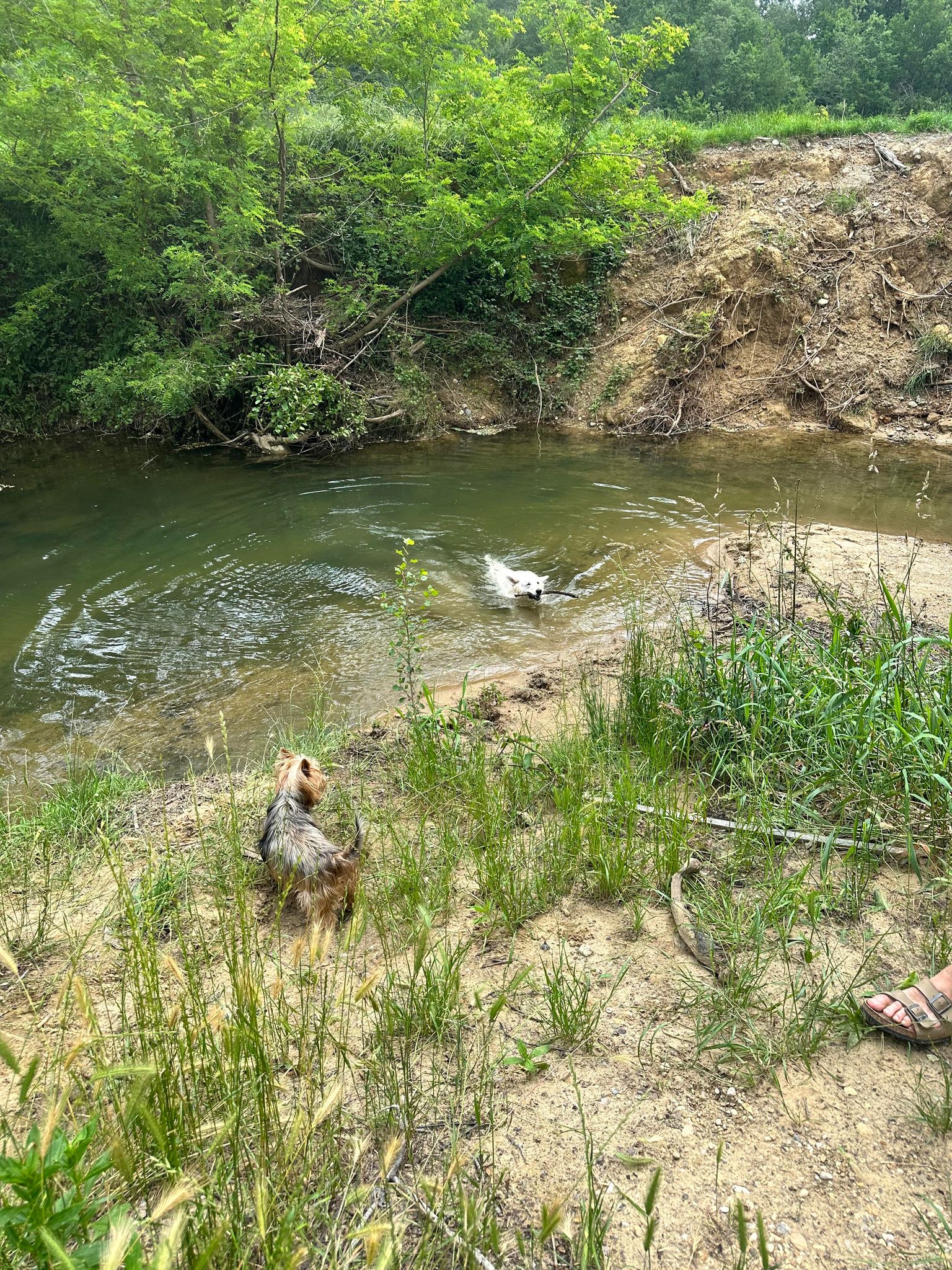 La Lèze, derrière le camping