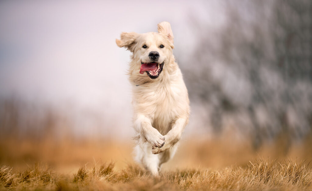 Les chiens sont les bienvenus au camping !